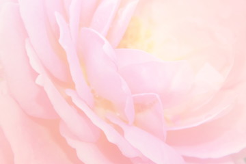 Blurred rose with soft color filter effect