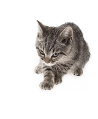 Obraz premium A tabby gazing on white background