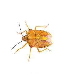 Orange shield bug on a white background