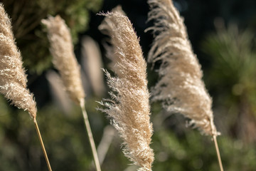 Silver Pampas Grass 