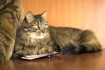 beautiful fluffy cat lying next to money
