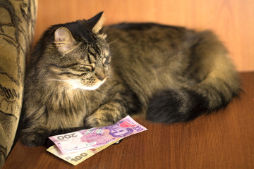 beautiful fluffy cat lying beside money eyes closed