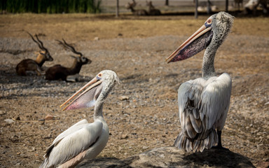 Two pelicans.