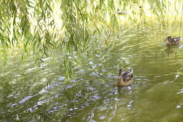 The duck floats on the water