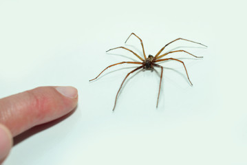 Hausspinne mit einem Finger in der Nähe (isoliert)