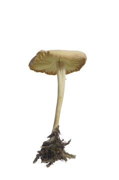 wild mushroom (Marasmius Oreades)