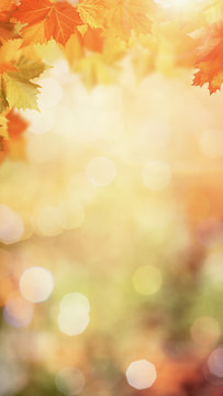 Autumnal fall in the forest, abstract environmental backgrounds