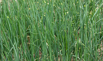 Obraz premium Green onion 