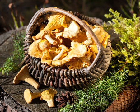 Basket of chanterelles on stump in the forest