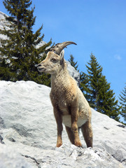 Obraz premium bouquetin des alpes