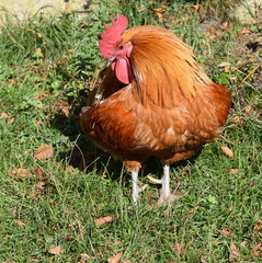 Hahn im Gras - Rooster