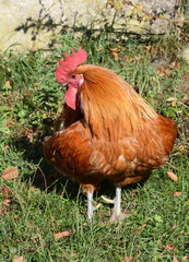 Hahn - Rooster