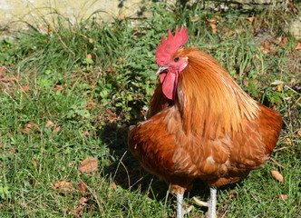 Rooster on meadow - Hahn im Grünen