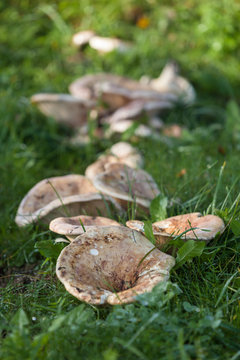 Wiese mit Pilzen