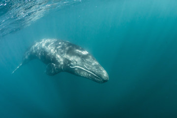 California gray whale (Eschrichtius robustus) calf underwater in San Ignacio Lagoon, Baja California Sur, Mexico