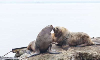 Eared seals on a rookery on Kamchatka