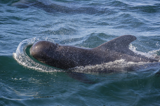 Short-finned pilot whale (Globicephala macrorhynchus) surfacing near Isla San Pedro Martir, Baja California, Mexico