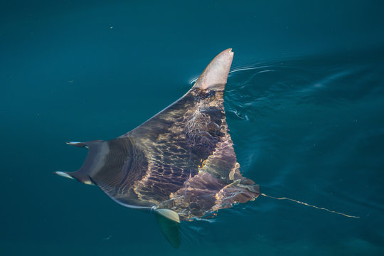 Mobula, Mobula spp, with wingtips above the surface near Isla Danzante, Baja California Sur, Mexico