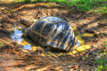 turtle in a puddle
