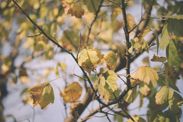 Background group autumn orange leaves. Outdoo