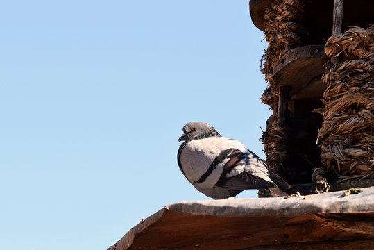 Dove in front of pigeon loft - Taube vor Taubenschlag