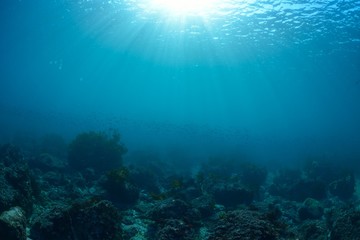 葉山芝崎の海