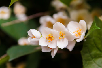 Beautiful jasmine flower in the park. Bright summer.