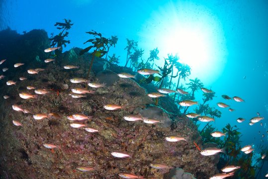 葉山芝崎の海