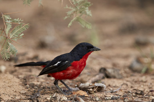 Crimson-breasted boubou (crimson-breasted shrike) (Laniarius atrococcieneus), Kgalagadi Transfrontier Park, encompassing the former Kalahari Gemsbok National Park