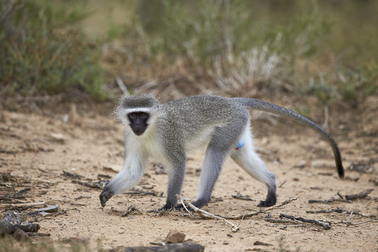 Vervet monkey (Chlorocebus aethiops), Mountain Zebra National Park