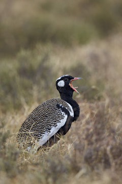 Southern black korhaan (Eupodotis afra) male calling, Mountain Zebra National Park