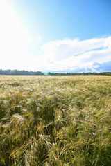 barley field in summer