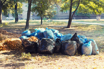 Many blue and black garbage bags with leaves on the ground