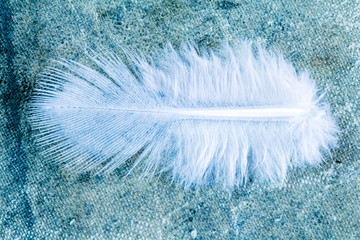 Close-up view of  feather