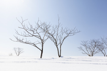 Fototapeta na wymiar Bare Winter Trees and Snow
