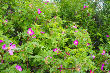 plucked the flowers of wild rose