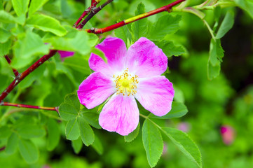plucked the flowers of wild rose