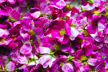 plucked the flowers of wild rose