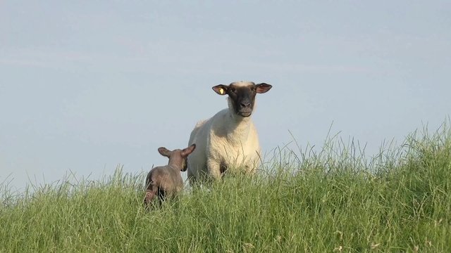 Schaf mit Lamm auf der Wiese
