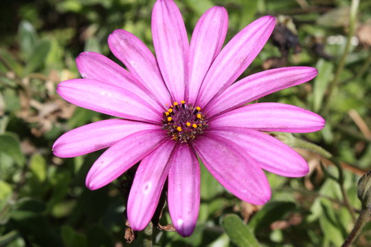 flores 16 / Flor de p&eacute;talos morados
