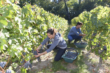 Young people working in vineyard during harvest season