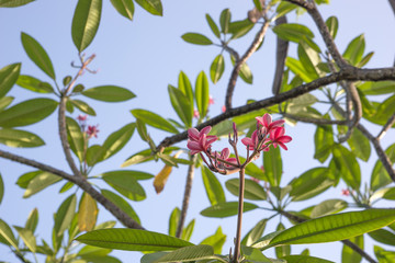 Plumeria rubra