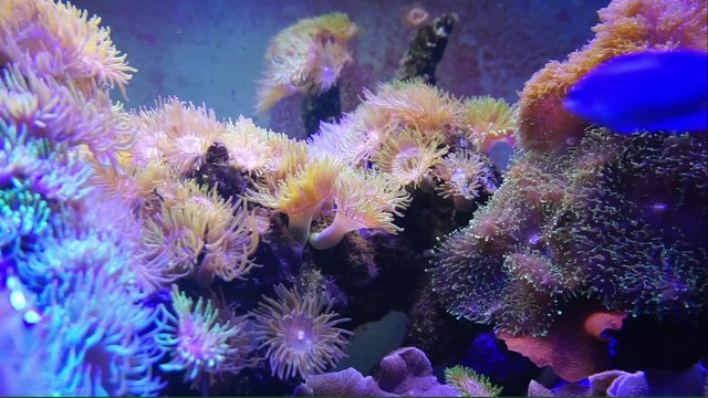 anemone moving by water stream in the fish tanks