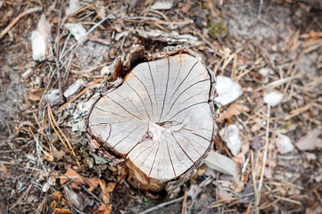 forest tree stump