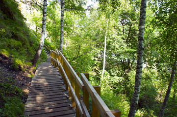 Obraz premium Stairs down to the summer forest