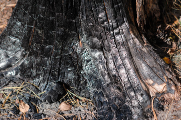 Burnt wood texture