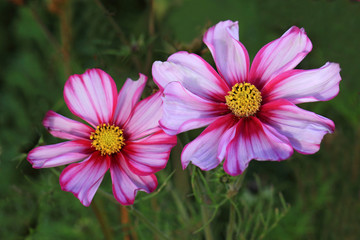 Fototapeta premium Bicoloured Cosmos Picotee flowers