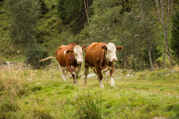Fototapeta na wymiar Pinzgauer Kühe auf der Alm