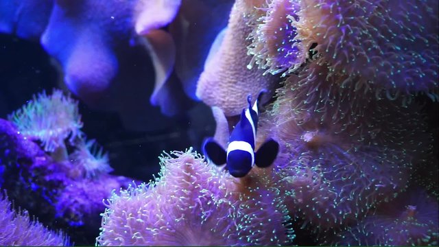 Black crown fish swiming in anemone in the fish tanks