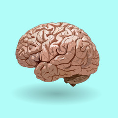 realistic human brain on a blue background . no trace